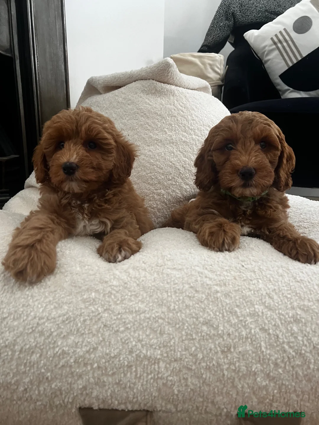 Australian Labradoodle dogs for sale: Absolutely outstanding Australian Labradoodle 🐾 - Advert 2