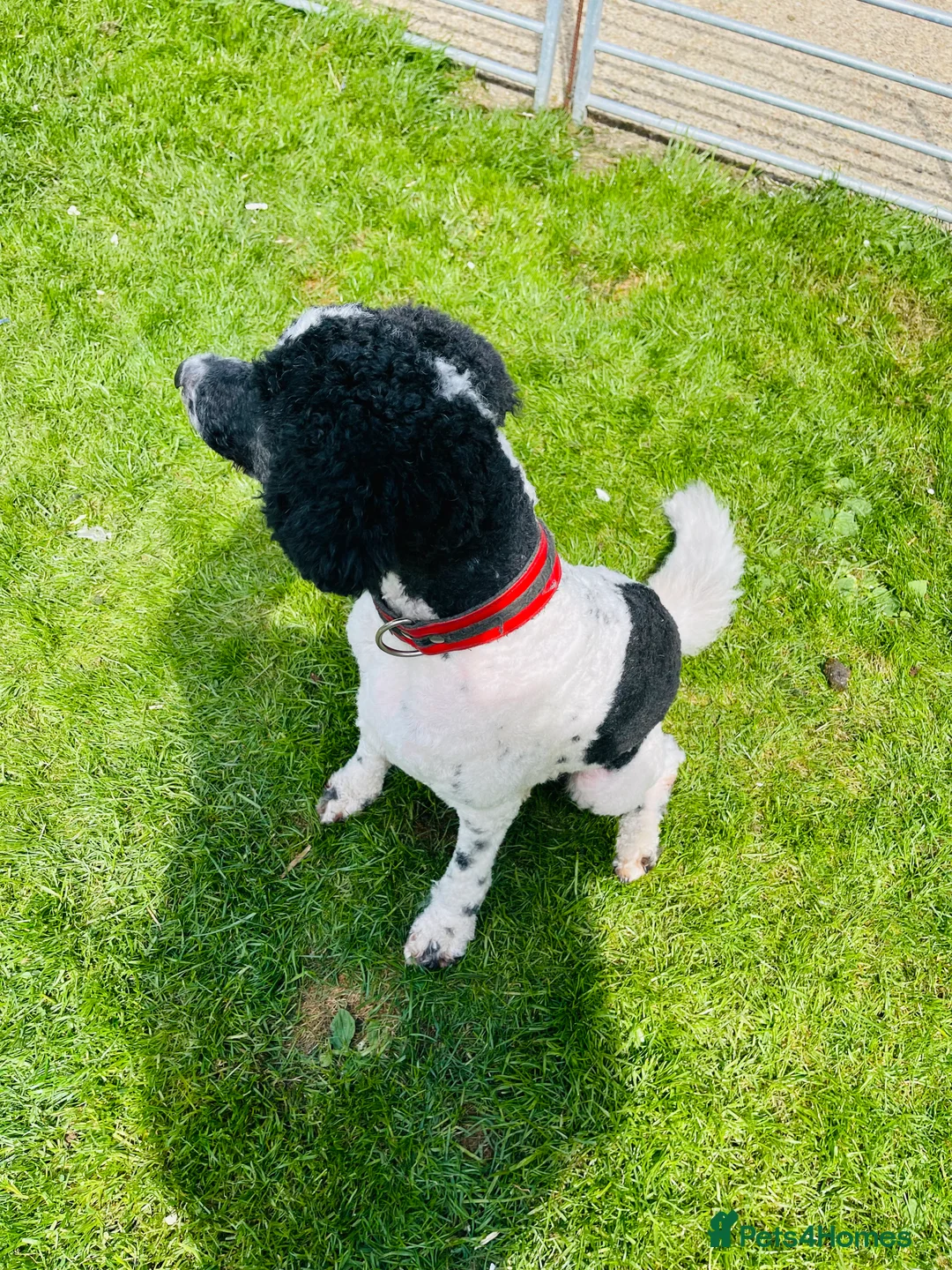 Standard Poodle dogs for stud: Standard party poodle in Marlborough - Advert 35