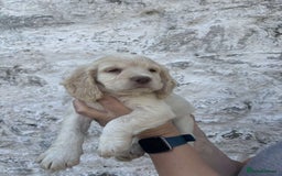 Cocker Spaniel dogs for sale: Cocker spaniel pups - Image 6
