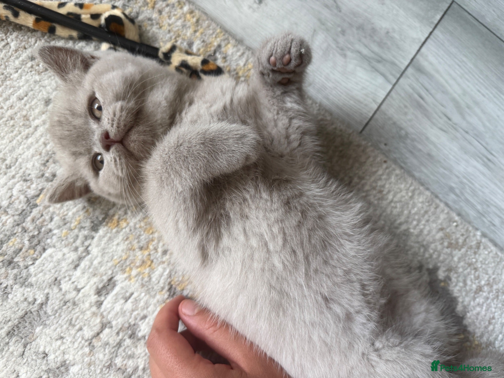 British Shorthair cats Lilac British shorthair GCCF registered - Advert 2