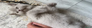 British Shorthair Kitten 3