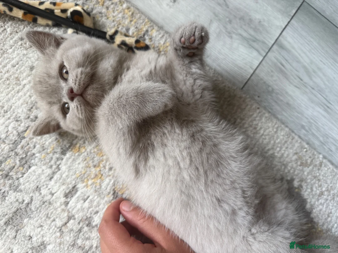 British Shorthair cats for sale: Lilac British shorthair GCCF registered - Advert 2