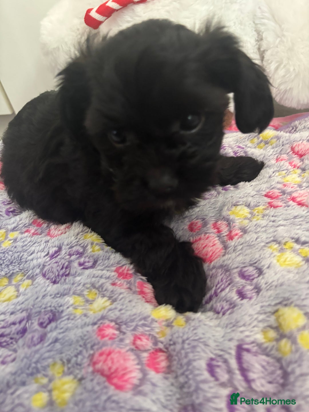 Mixed Breed dogs for sale: Shihpoo cross pups ready to leave  - Advert 5