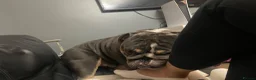 English Bulldog dogs for sale: Male Blue British Bulldog in Kettering - Advert 7