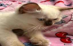 Ragdoll cats for sale: RARE full RAGDOLL BABYS  - Image 14
