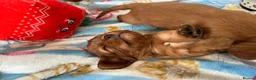 Cavalier King Charles Spaniel dogs for sale: King Charles cavalier puppies ruby - Advert 7