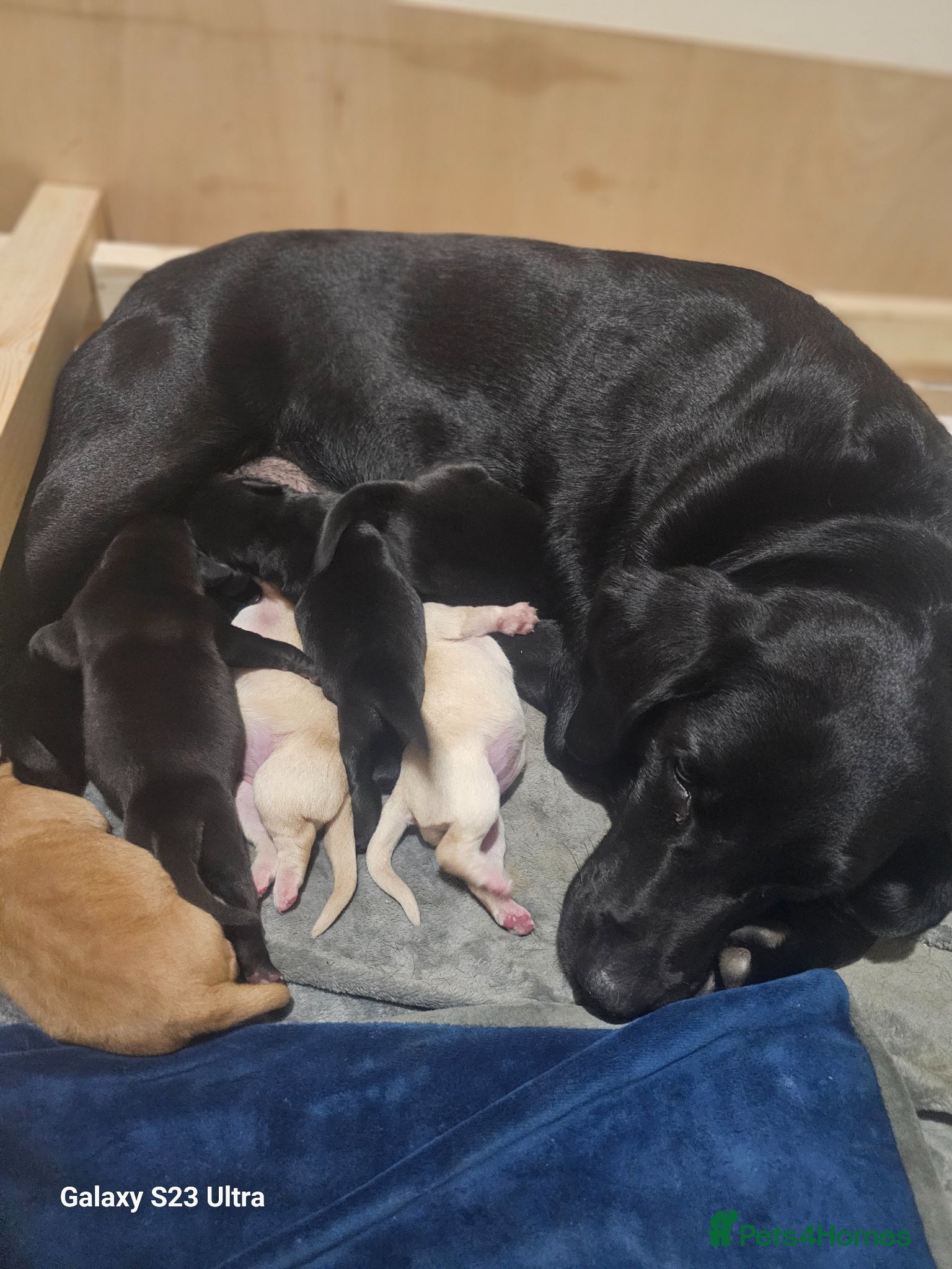 Labrador Retriever dogs Outstanding litter of 7 KC Reg Labrador Pups - Advert 1