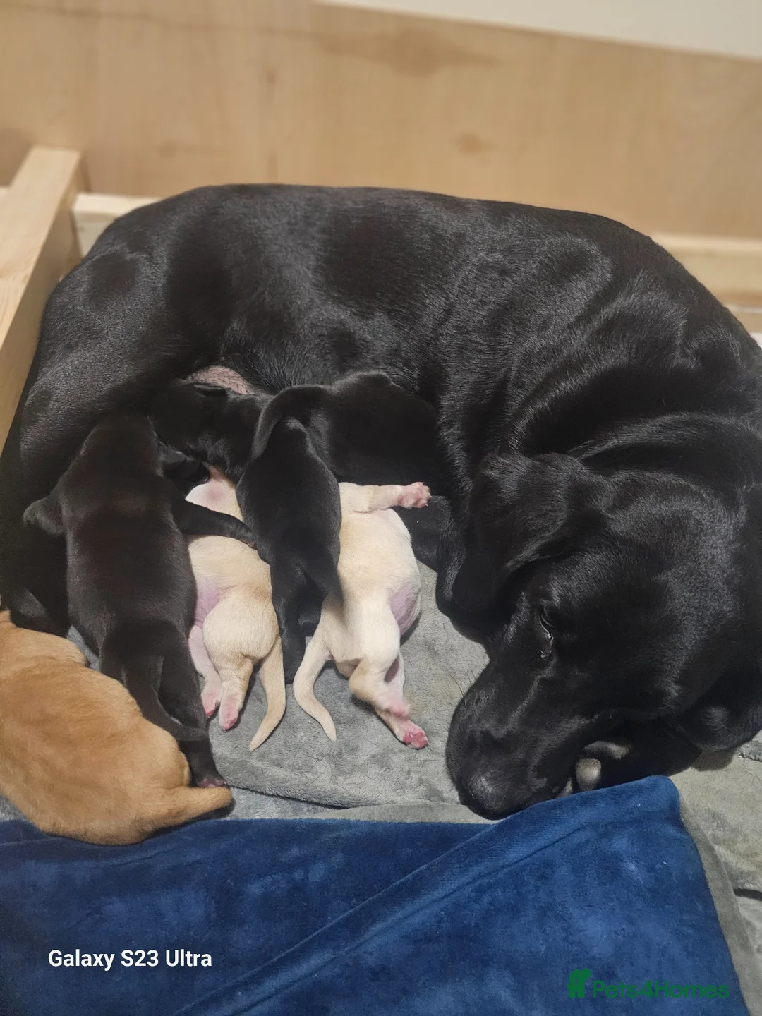 Labrador Retriever dogs for sale: Outstanding litter of 7 KC Reg Labrador Pups - Advert 1