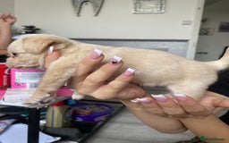 Mixed Breed dogs for sale: Puppies for sale - Image 2
