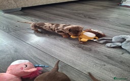 Miniature Dachshund dogs for sale: 💖 Adorable tiny miniature dachshund pups 💖 - Image 12