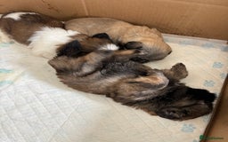 Shih Tzu dogs for sale: 4 shih tzu puppies for sale  - Image 1