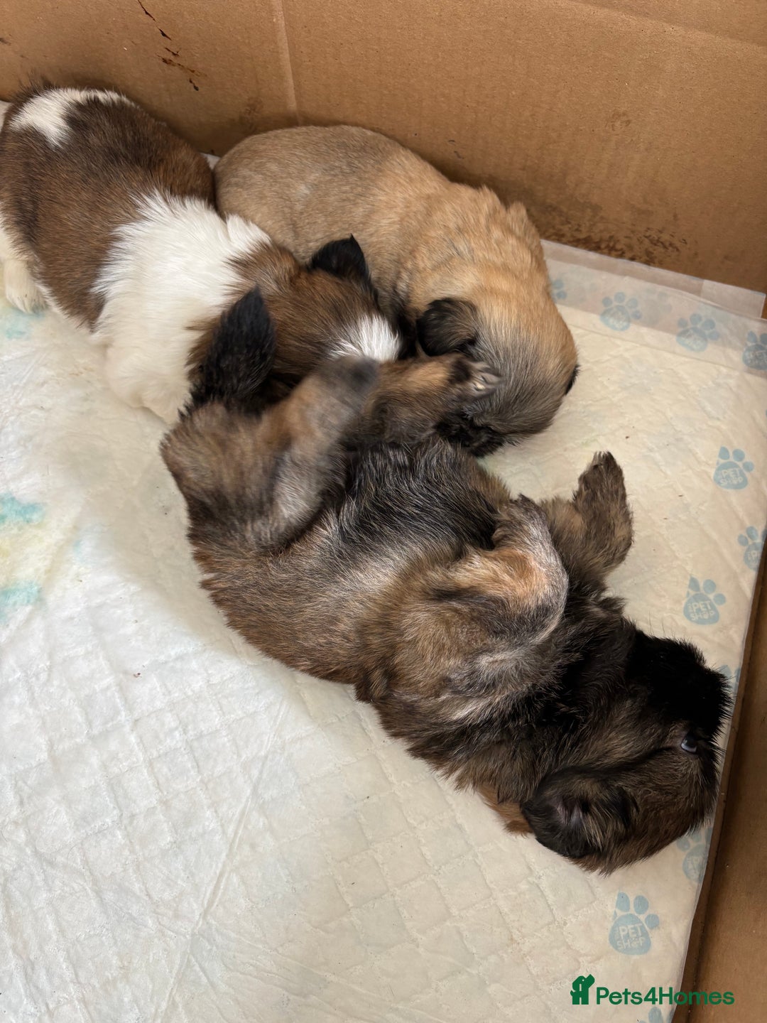 Shih Tzu dogs for sale: 4 shih tzu puppies for sale  - Image 1