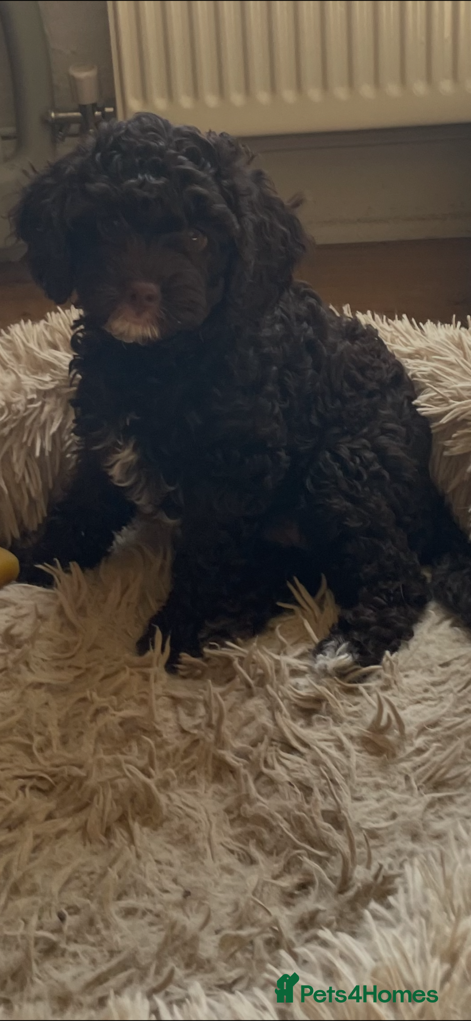 Cavapoo dogs F1 CHOCOLATE Cavapoo’s EXTENSIVELY H/T - Advert 13