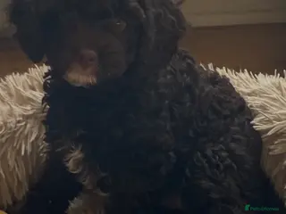 Cavapoo dogs F1 CHOCOLATE Cavapoo’s EXTENSIVELY H/T - Advert 13