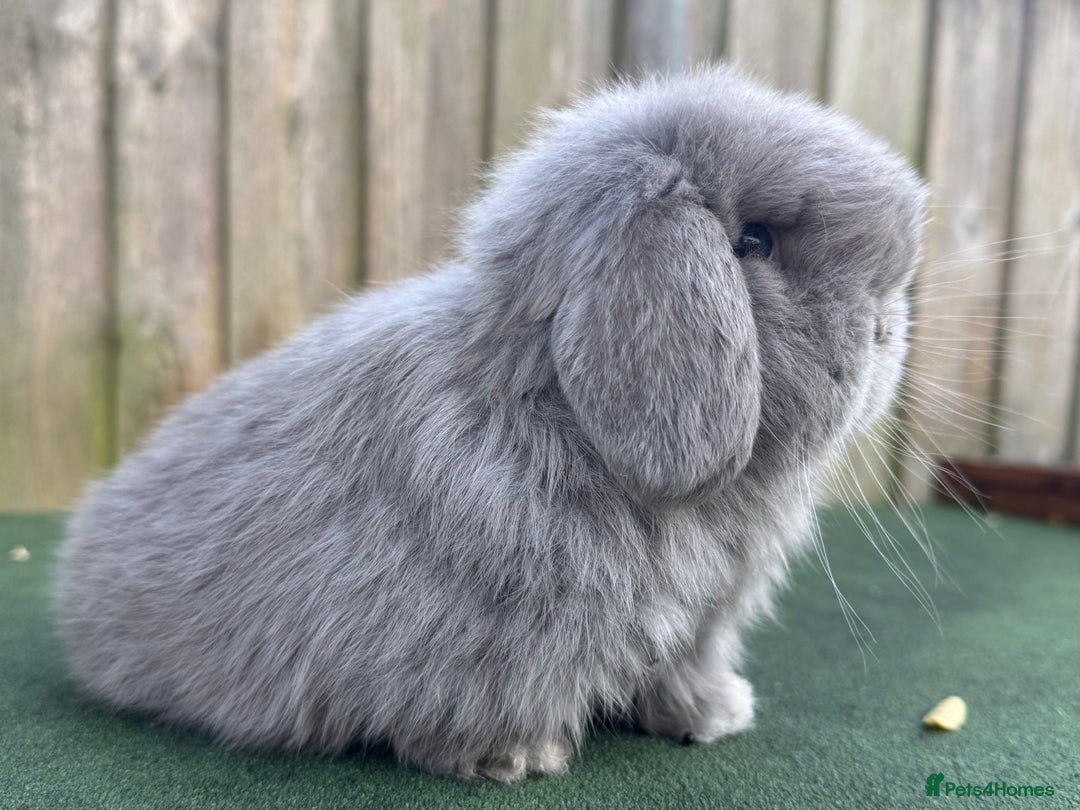 Mini Lop rabbits for sale: TOP QUALITY baby mini lops - Image 1