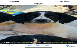 English Springer Spaniel dogs for sale: Kc reg health tested  - Image 1
