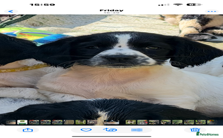 English Springer Spaniel dogs - Advert 4