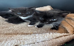 Mixed Breed cats for sale: Kittens for sale - Image 11