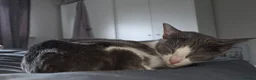 Mixed Breed cats for sale: Maine Coon x Oriental Mix - Advert 17