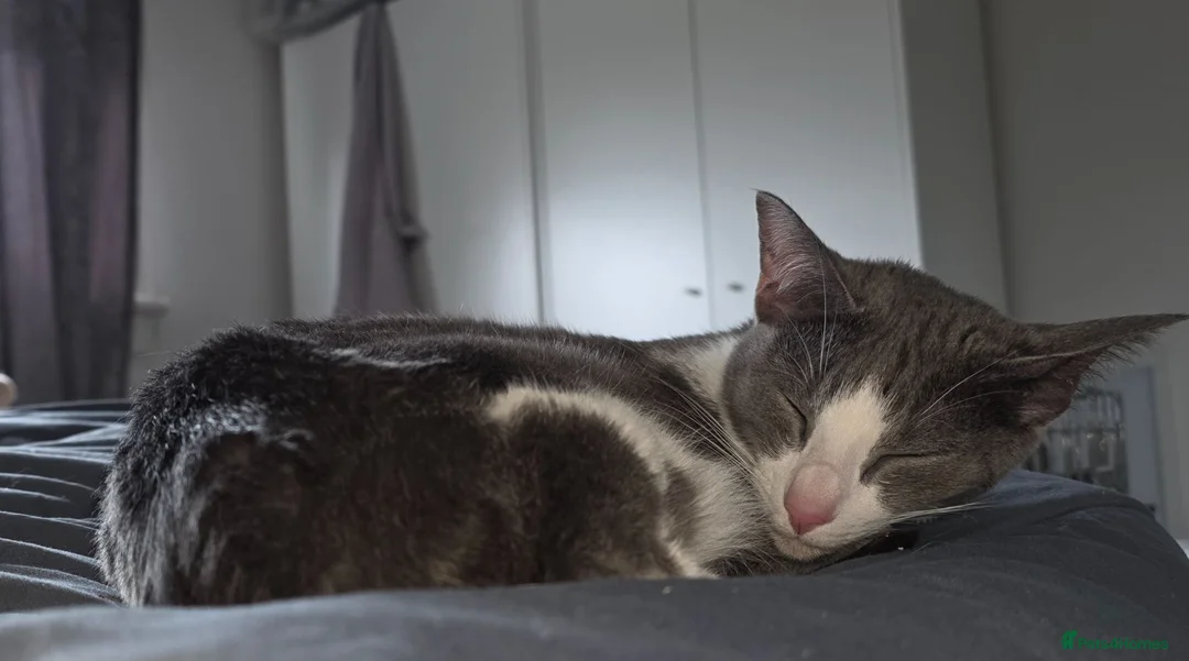 Mixed Breed cats for sale: Maine Coon x Oriental Mix - Advert 17