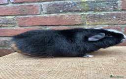 Guinea Pig rodents for sale: Lovely pair of boars  - Advert 5