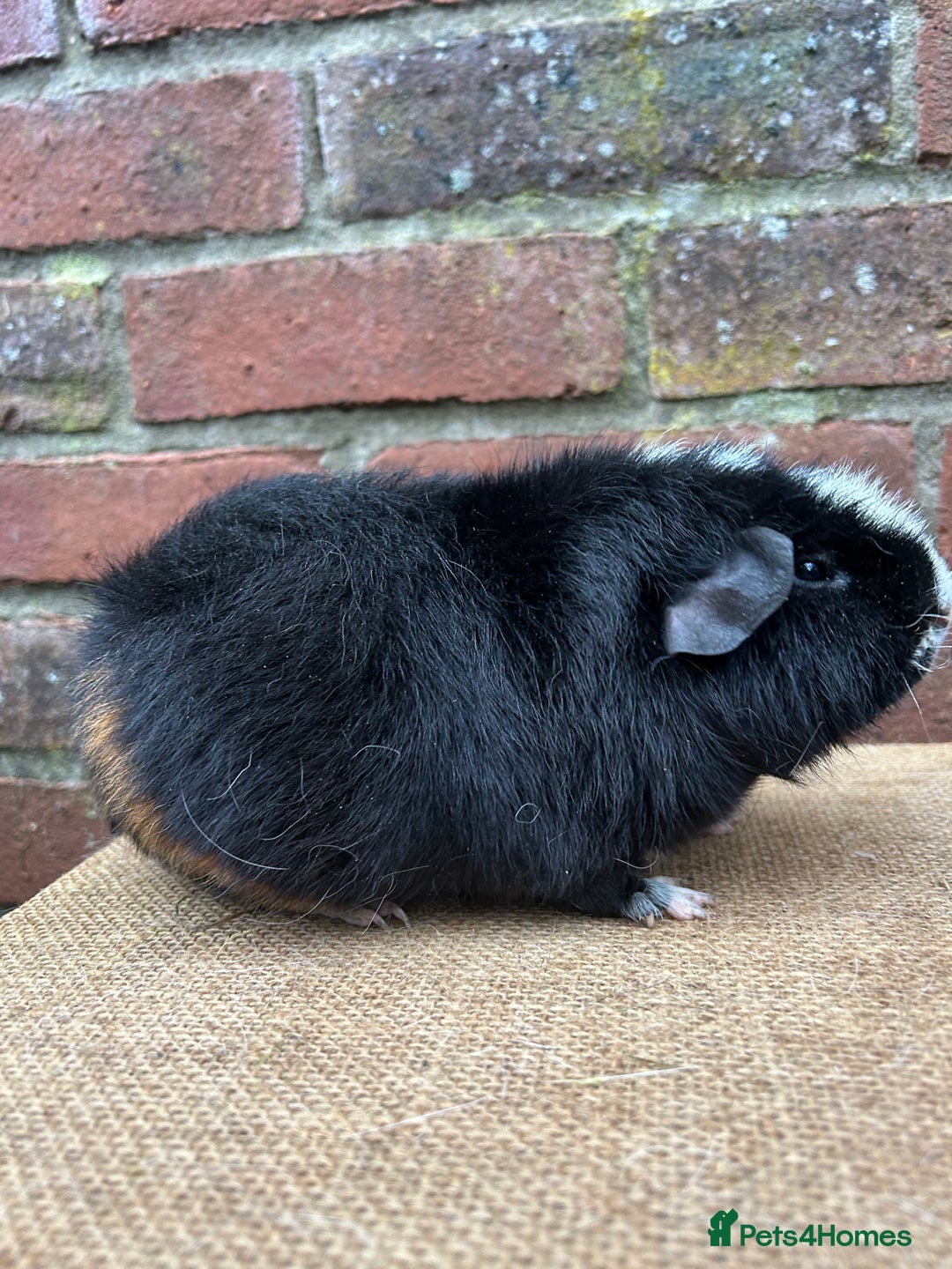 Guinea Pig rodents for sale: Lovely pair of boars  - Advert 5