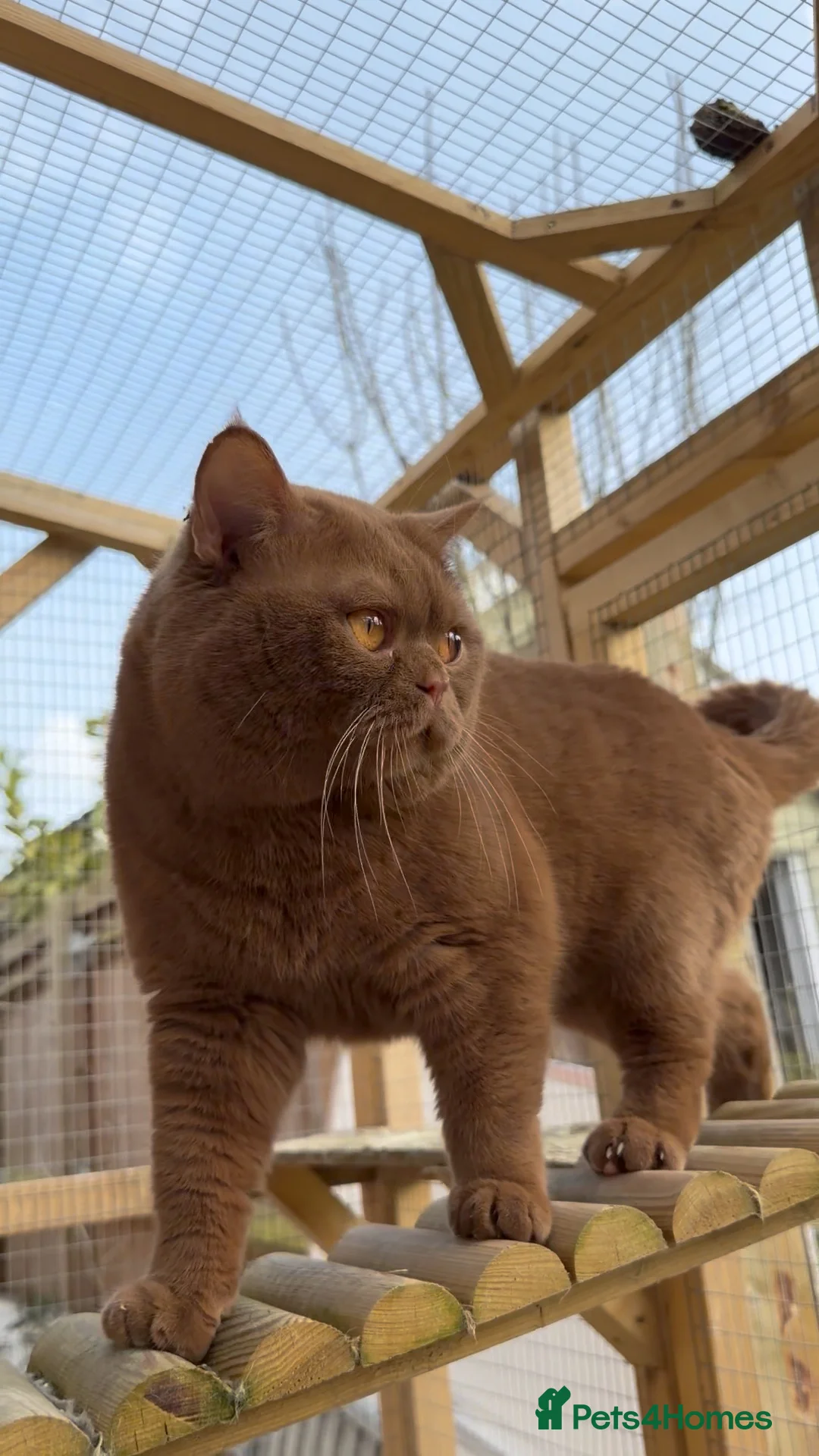 British Shorthair cats for stud: GCCF & TICA Cinnamon stud  - Advert 5