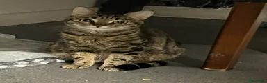 Mixed Breed Kitten 1