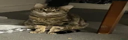 Mixed Breed cats for sale: 🐾 Stunning Bengal Mix Female 🐾 - Advert 2
