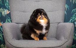Pomeranian dogs for sale: Beautiful healthy adult Pomeranian female for sale - Image 1