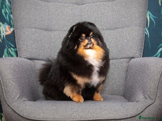 Pomeranian dogs Beautiful healthy adult Pomeranian female for sale - Advert 5