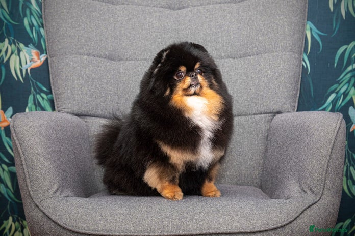 Pomeranian dogs Beautiful healthy adult Pomeranian female for sale - Advert 13