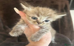 Ragdoll cats for sale: Beautiful ragdoll kittens  - Image 10