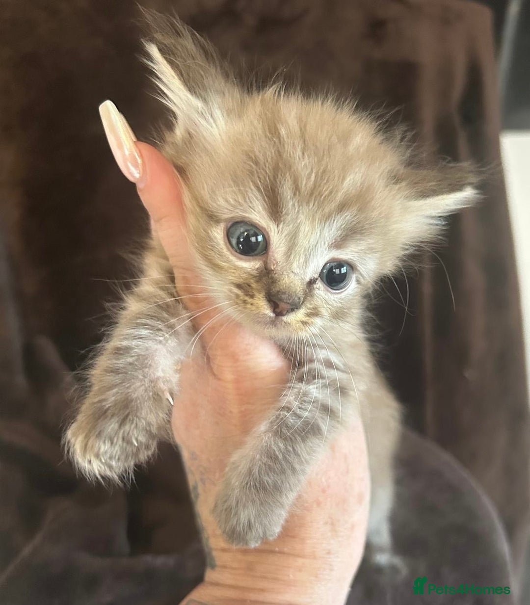 Ragdoll cats for sale: Beautiful ragdoll kittens  - Image 10