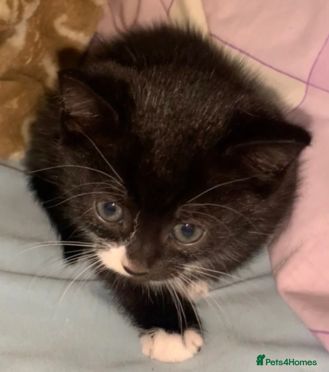 Mixed Breed cats for sale: Playful & loving kittens looking for new homes ❤️ - Advert 2
