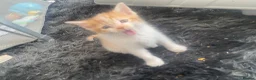 Mixed Breed cats for sale: Beautiful ginger and white kittens  in Ashford - Advert 6