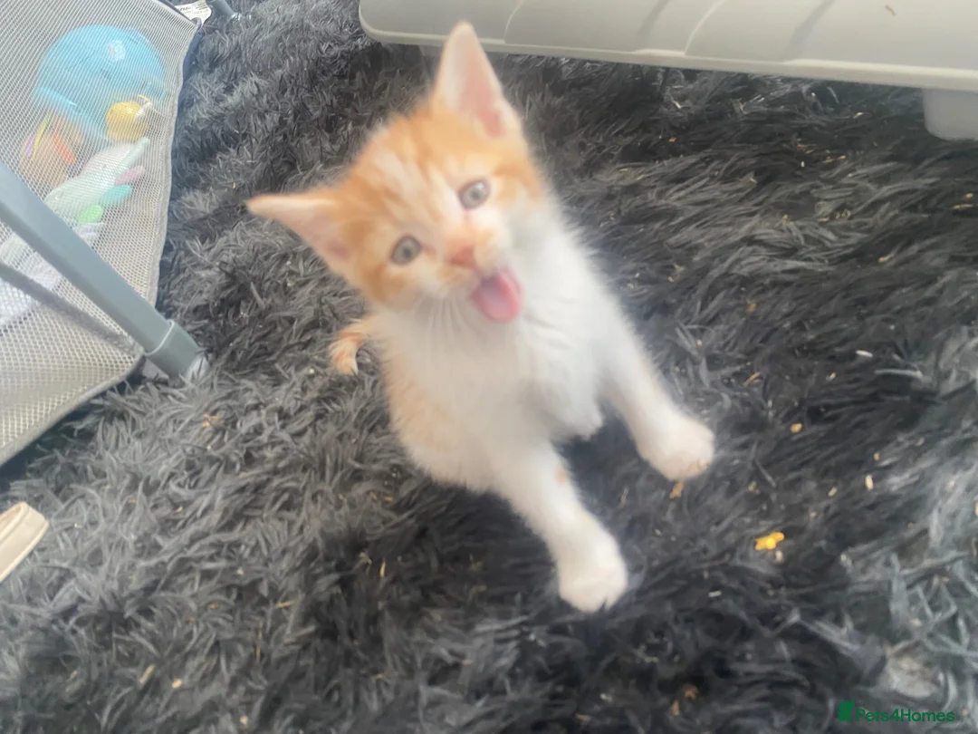 Mixed Breed cats for sale: Beautiful ginger and white kittens  in Ashford - Advert 6