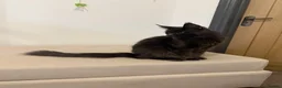 Maine Coon cats for sale: Pedigree GCCF Russian Kazakhstan import line - Advert 10