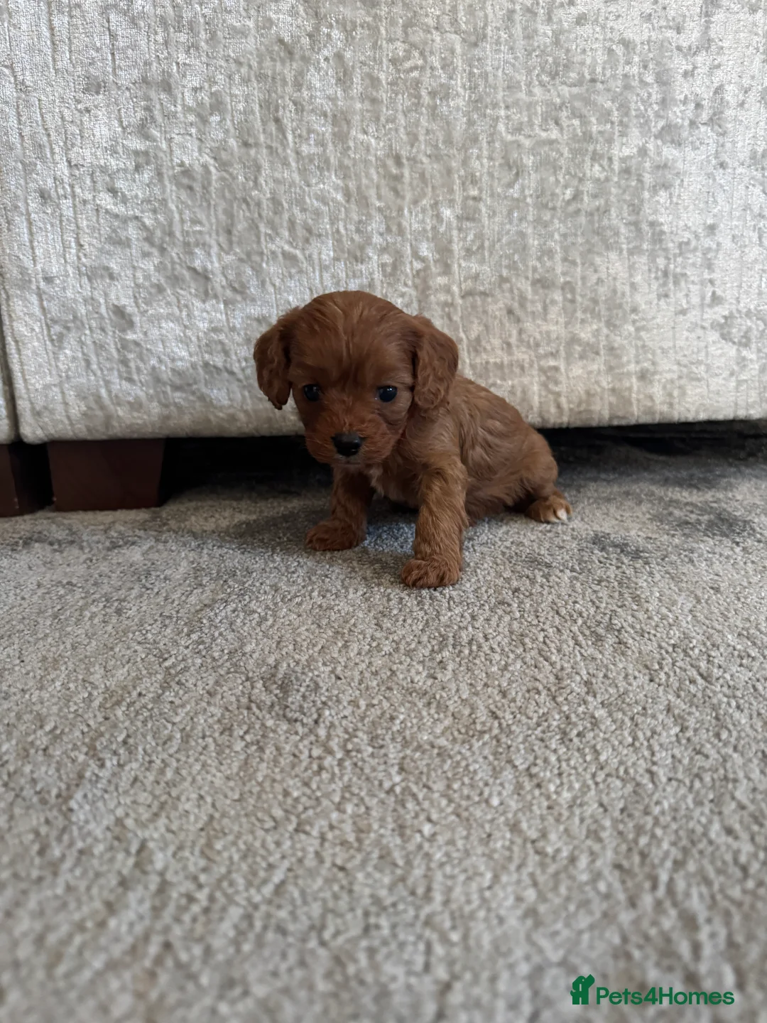 Cavapoo dogs for sale: Superb quality Cavapoo Puppies  - Advert 21