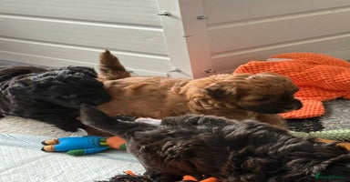 Maltipoo dogs - Advert 8