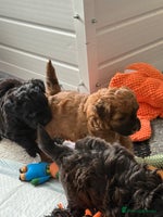 Maltipoo dogs - Advert 1