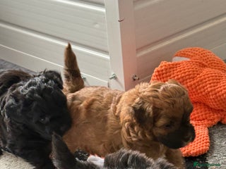 Maltipoo dogs - Advert 3