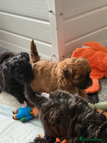 Maltipoo dogs - Advert 3