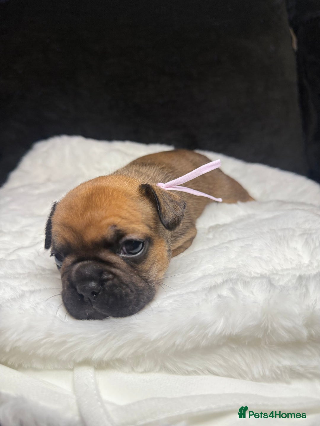 French Bulldog dogs for sale: French Bulldog puppies - Advert 11