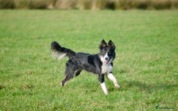 Border Collie dogs for sale: Beautiful Border Collie Bitch - Advert 5