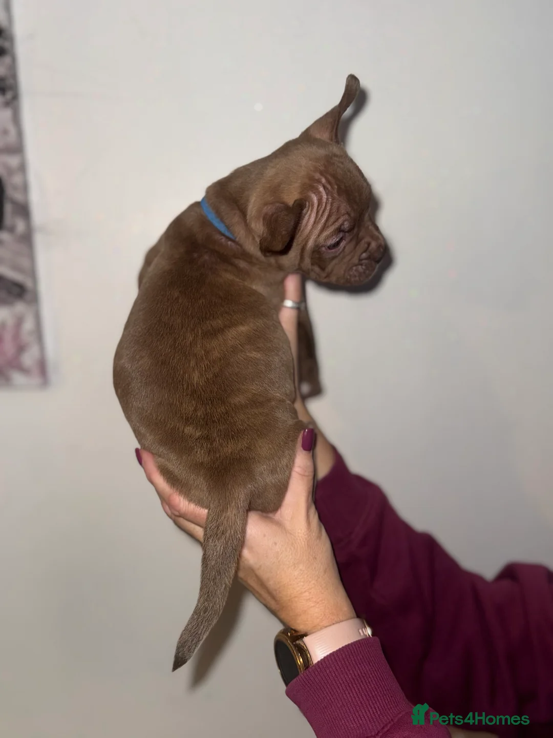 Mixed Breed dogs for sale: French bulldog / pocket bully puppies in Witham - Advert 3