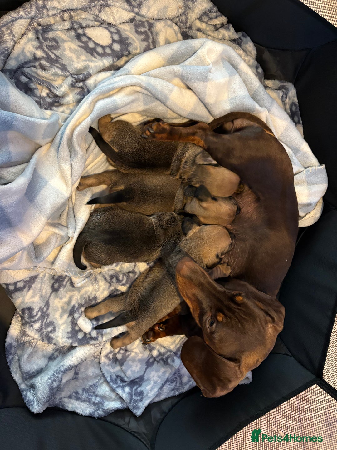 Mixed Breed dogs for sale: Dachshund x pug puppies - Image 4