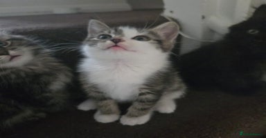 Persian cats - Advert 7