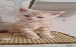 Maine Coon cats for sale: 2 Stunning Cream Pedigree Mainecoons Available  - Image 3