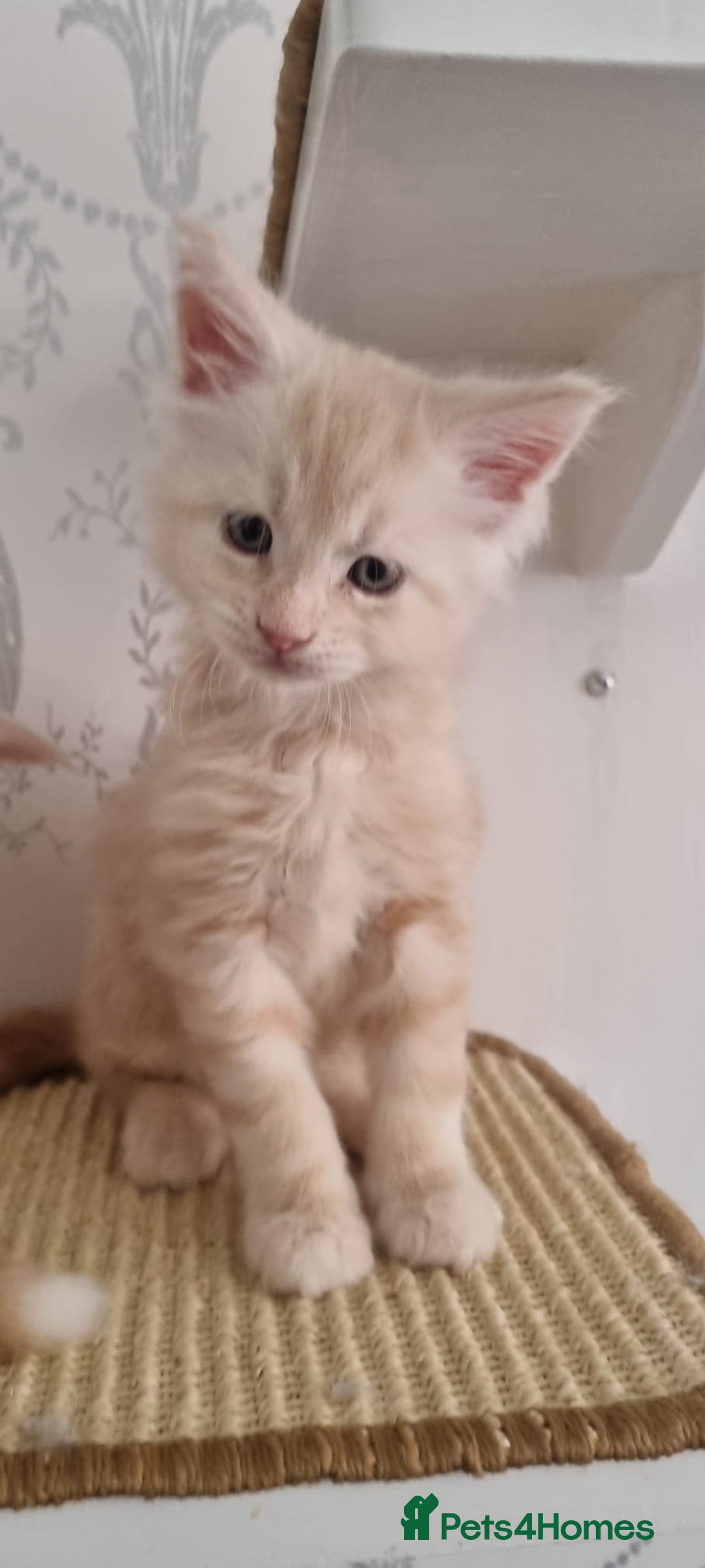 Maine Coon cats for sale: 2 Stunning Cream Pedigree Mainecoons Available  - Image 3